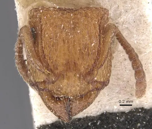 Acanthoponera mucronata specimen CASENT0915355 image casent0915355_2