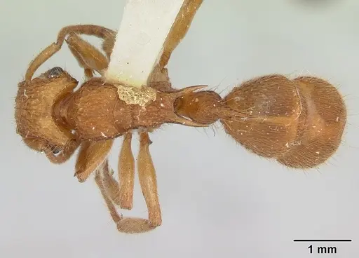 Acanthoponera peruviana specimen CASTYPE06889 image castype06889_1