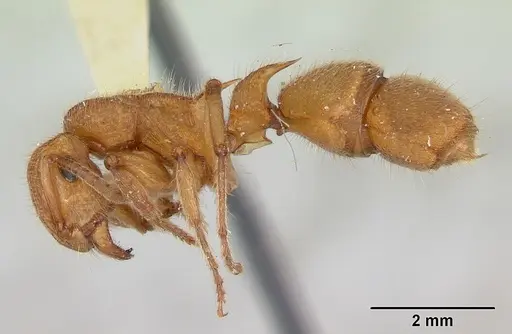 Acanthoponera peruviana specimen CASTYPE06889 image castype06889_3