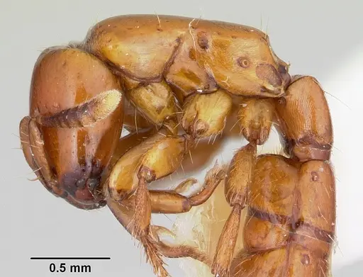 Acanthostichus arizonensis specimen CASENT0103128 image casent0103128_4