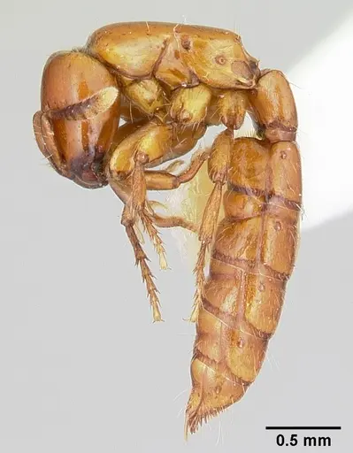 Acanthostichus arizonensis specimen CASENT0103128 image casent0103128_5