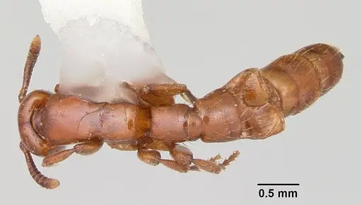 Acanthostichus arizonensis specimen CASENT0103129 image casent0103129_1
