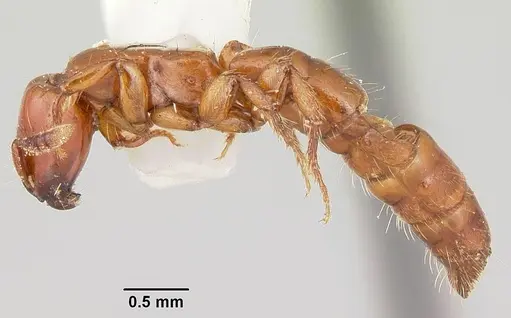 Acanthostichus arizonensis specimen CASENT0103129 image casent0103129_3