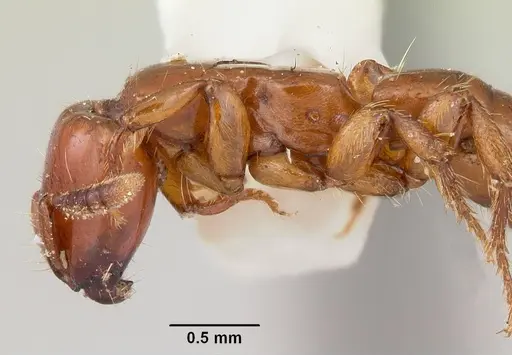 Acanthostichus arizonensis specimen CASENT0103129 image casent0103129_4
