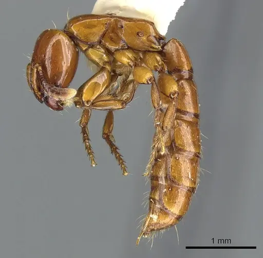 Acanthostichus arizonensis specimen CASENT0903668 image casent0903668_3