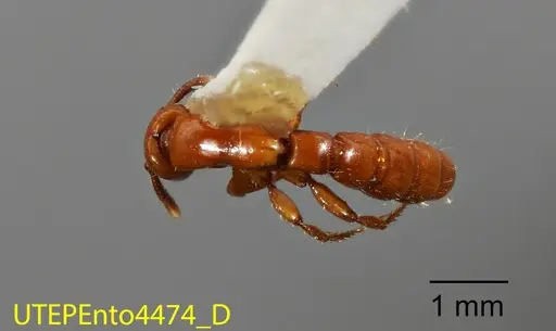 Acanthostichus arizonensis specimen UTEPENTO4474 image utepento4474_1