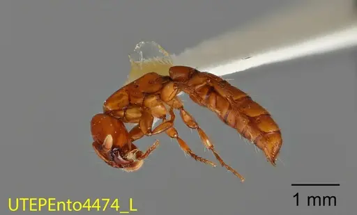 Acanthostichus arizonensis specimen UTEPENTO4474 image utepento4474_2