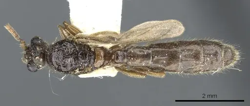 Acanthostichus brevinodis specimen CASENT0903673 image casent0903673_1