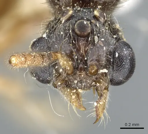 Acanthostichus brevinodis specimen CASENT0903673 image casent0903673_2