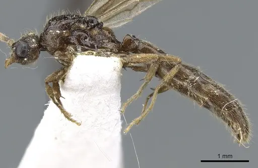 Acanthostichus brevinodis specimen CASENT0903673 image casent0903673_3
