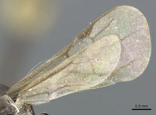 Acanthostichus brevinodis specimen CASENT0903673 image casent0903673_4