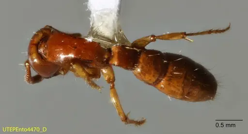 Acanthostichus concavinodis specimen UTEPENTO4470 image utepento4470_1