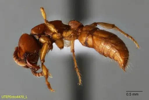 Acanthostichus concavinodis specimen UTEPENTO4470 image utepento4470_2