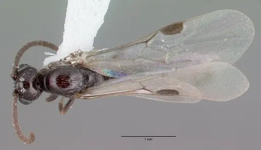 Acanthostichus davisi specimen CASENT0010698 image casent0010698_1