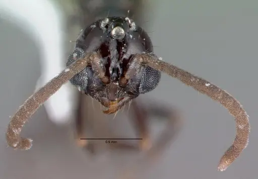 Acanthostichus davisi specimen CASENT0010698 image casent0010698_2