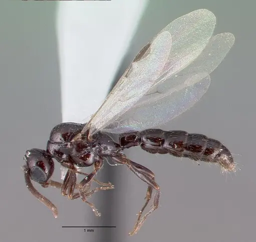 Acanthostichus davisi specimen CASENT0010698 image casent0010698_3