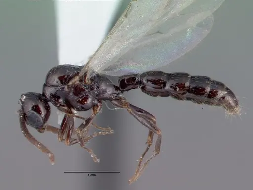 Acanthostichus davisi specimen CASENT0010698 image casent0010698_4