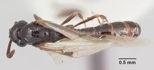 Acanthostichus davisi specimen CASENT0103134 image casent0103134_1