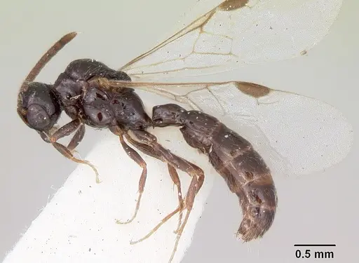 Acanthostichus davisi specimen CASENT0103134 image casent0103134_3