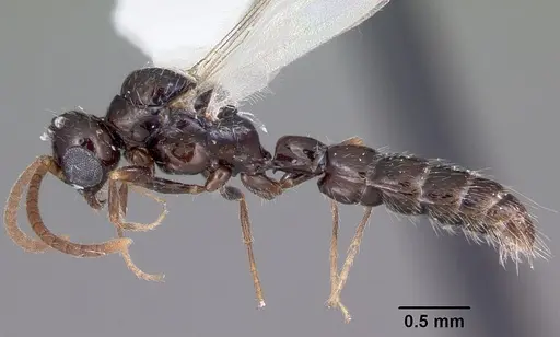 Acanthostichus davisi specimen CASENT0104942 image casent0104942_3