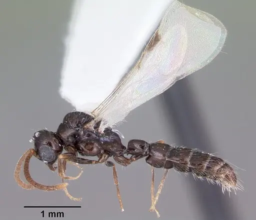 Acanthostichus davisi specimen CASENT0104942 image casent0104942_4