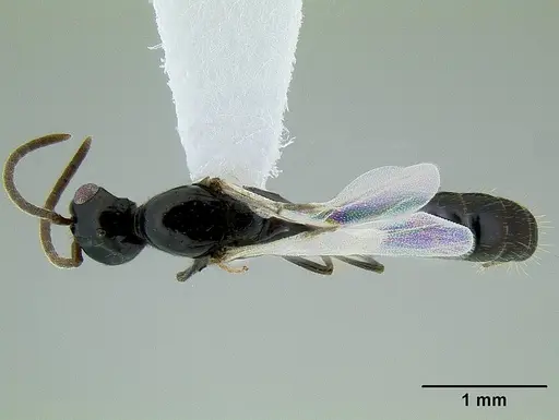 Acanthostichus davisi specimen CASENT0106228 image casent0106228_1