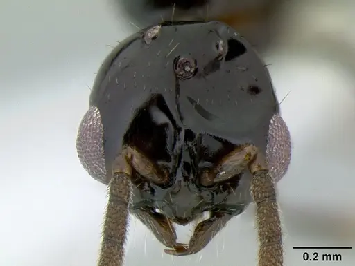Acanthostichus davisi specimen CASENT0106228 image casent0106228_2
