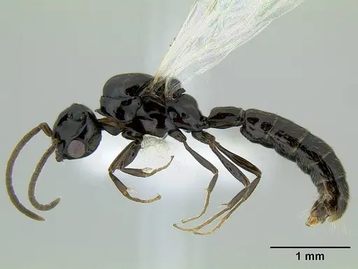 Acanthostichus davisi specimen CASENT0106228 image casent0106228_3