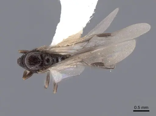 Acanthostichus davisi specimen FMNHINS0000045042 image fmnhins0000045042_1