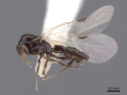 Acanthostichus davisi specimen FMNHINS0000045042 image fmnhins0000045042_3