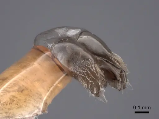 Acanthostichus davisi specimen FMNHINS0000045042 image fmnhins0000045042_4