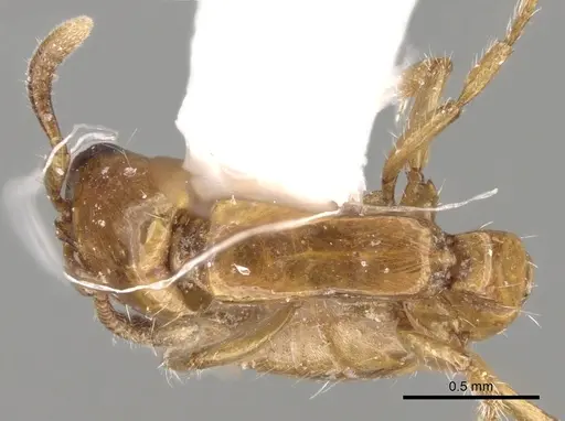 Acanthostichus femoralis specimen CASENT0281967 image casent0281967_1