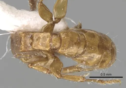 Acanthostichus femoralis specimen CASENT0281967 image casent0281967_2