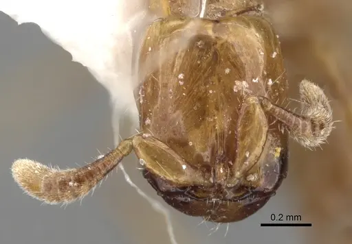 Acanthostichus femoralis specimen CASENT0281967 image casent0281967_3