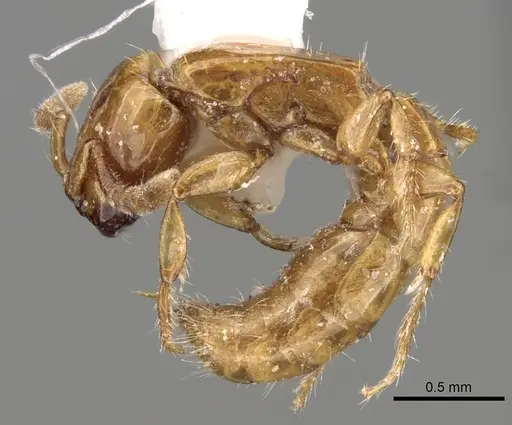 Acanthostichus femoralis specimen CASENT0281967 image casent0281967_4