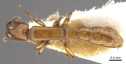 Acanthostichus femoralis specimen CASENT0911125 image casent0911125_1