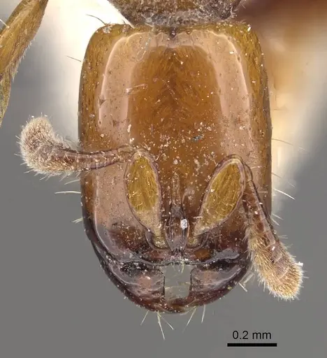 Acanthostichus femoralis specimen CASENT0911125 image casent0911125_2