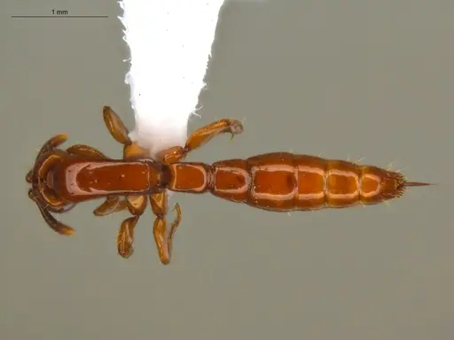 Acanthostichus femoralis specimen ECOFOG-HC-0087-01 image ecofog-hc-0087-01_1