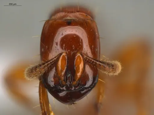 Acanthostichus femoralis specimen ECOFOG-HC-0087-01 image ecofog-hc-0087-01_2