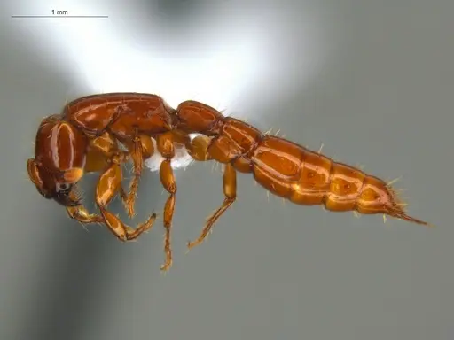 Acanthostichus femoralis specimen ECOFOG-HC-0087-01 image ecofog-hc-0087-01_3