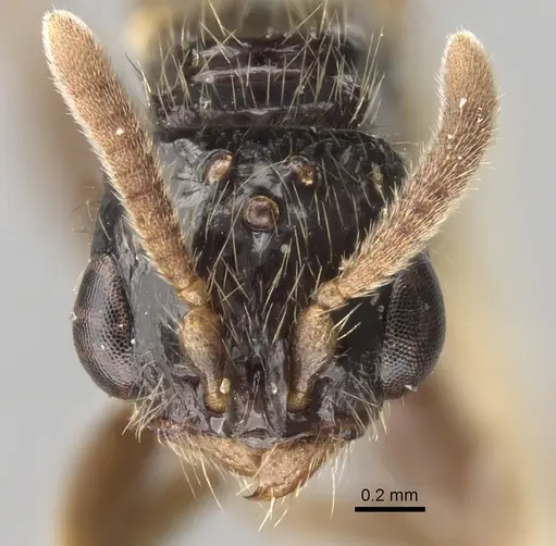 Acanthostichus fuscipennis specimen CASENT0281969 image casent0281969_3