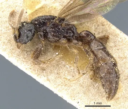 Acanthostichus fuscipennis specimen CASENT0903783 image casent0903783_3