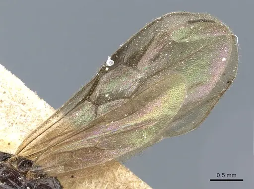 Acanthostichus fuscipennis specimen CASENT0903783 image casent0903783_4