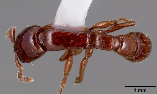 Acanthostichus kirbyi specimen CASENT0006101 image casent0006101_1
