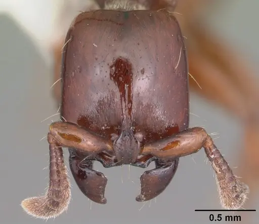 Acanthostichus kirbyi specimen CASENT0006101 image casent0006101_2