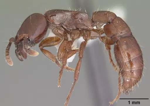 Acanthostichus kirbyi specimen CASENT0006101 image casent0006101_3