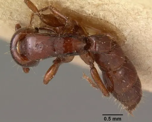 Acanthostichus kirbyi specimen CASENT0102000 image casent0102000_1