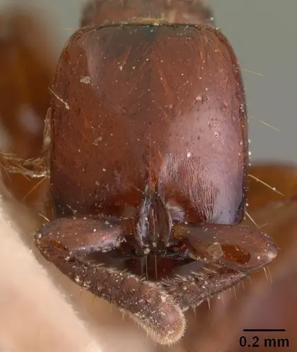 Acanthostichus kirbyi specimen CASENT0102000 image casent0102000_2