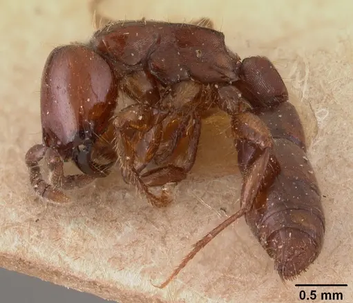 Acanthostichus kirbyi specimen CASENT0102000 image casent0102000_3