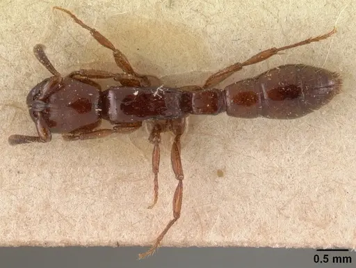 Acanthostichus kirbyi specimen CASENT0102001 image casent0102001_1